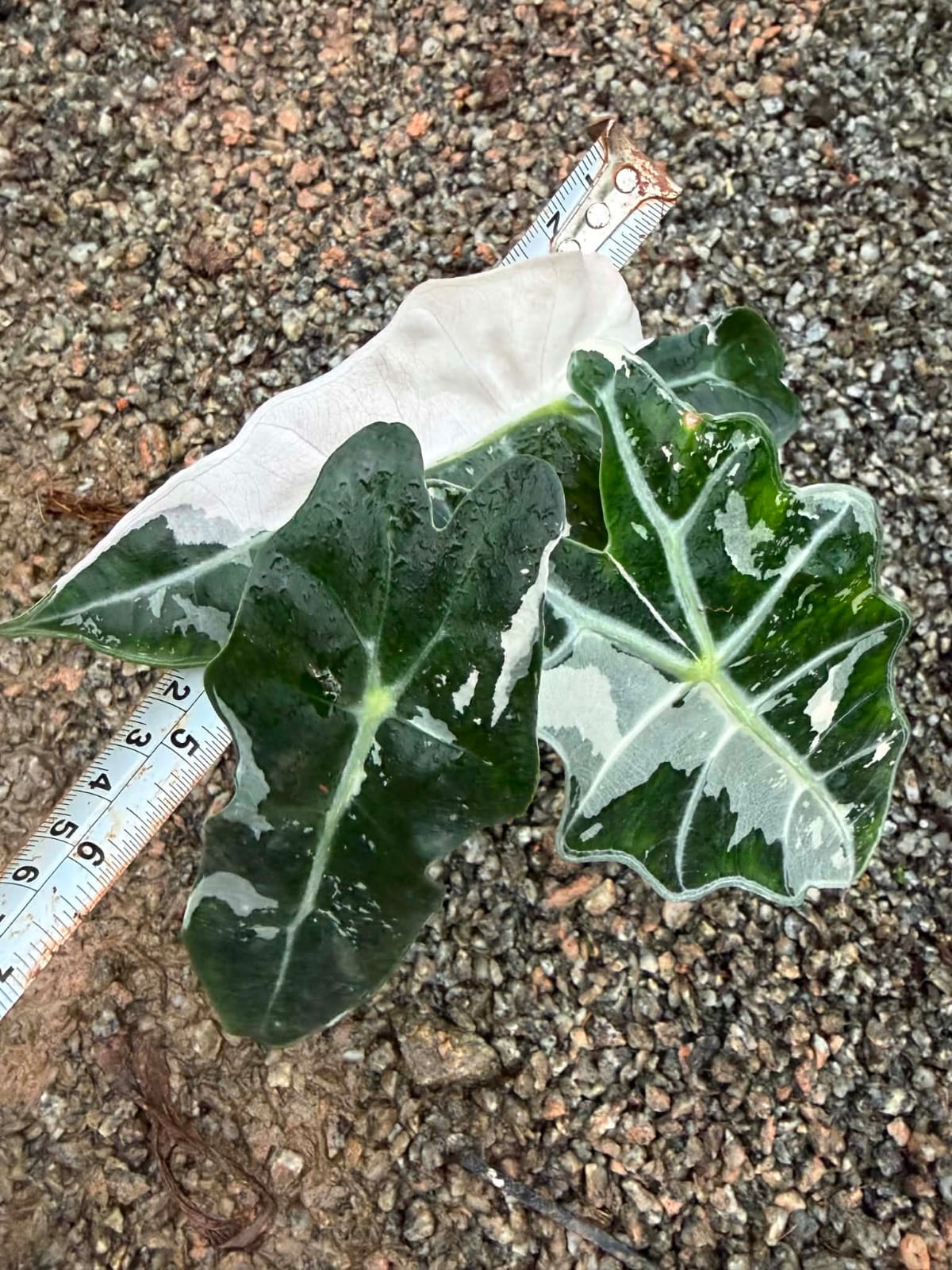 Alocasia Amazonica Albo - Pre Order
