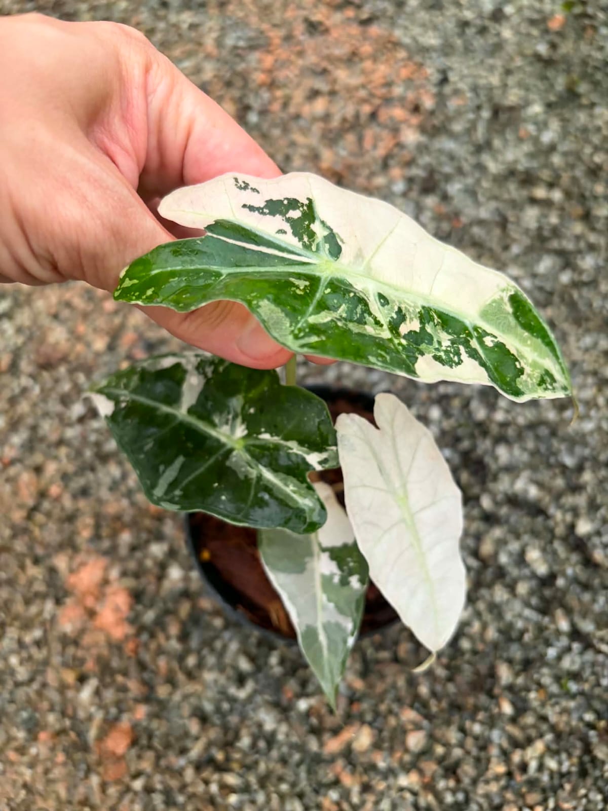 Alocasia Amazonica Albo - Pre Order