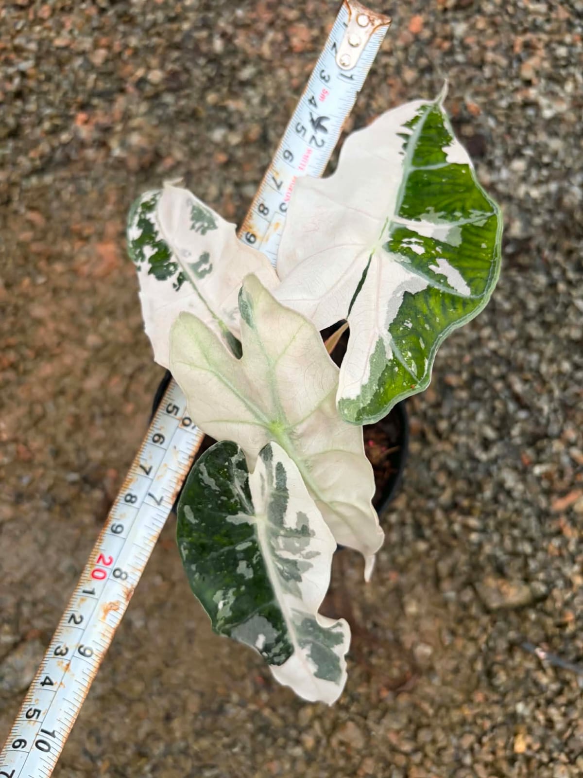 Alocasia Amazonica Albo - Pre Order