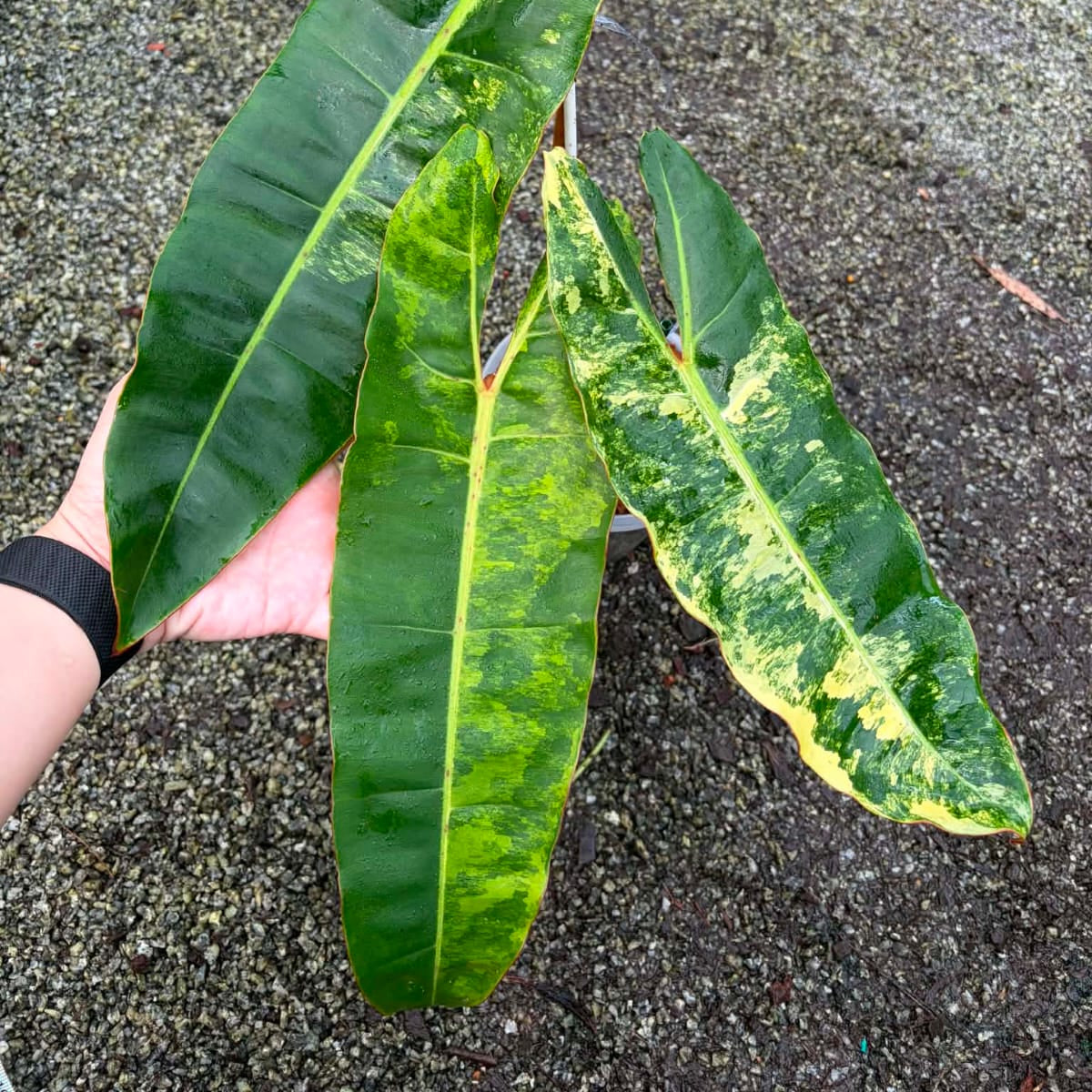 Philodendron Billietiae Var - Pre Order