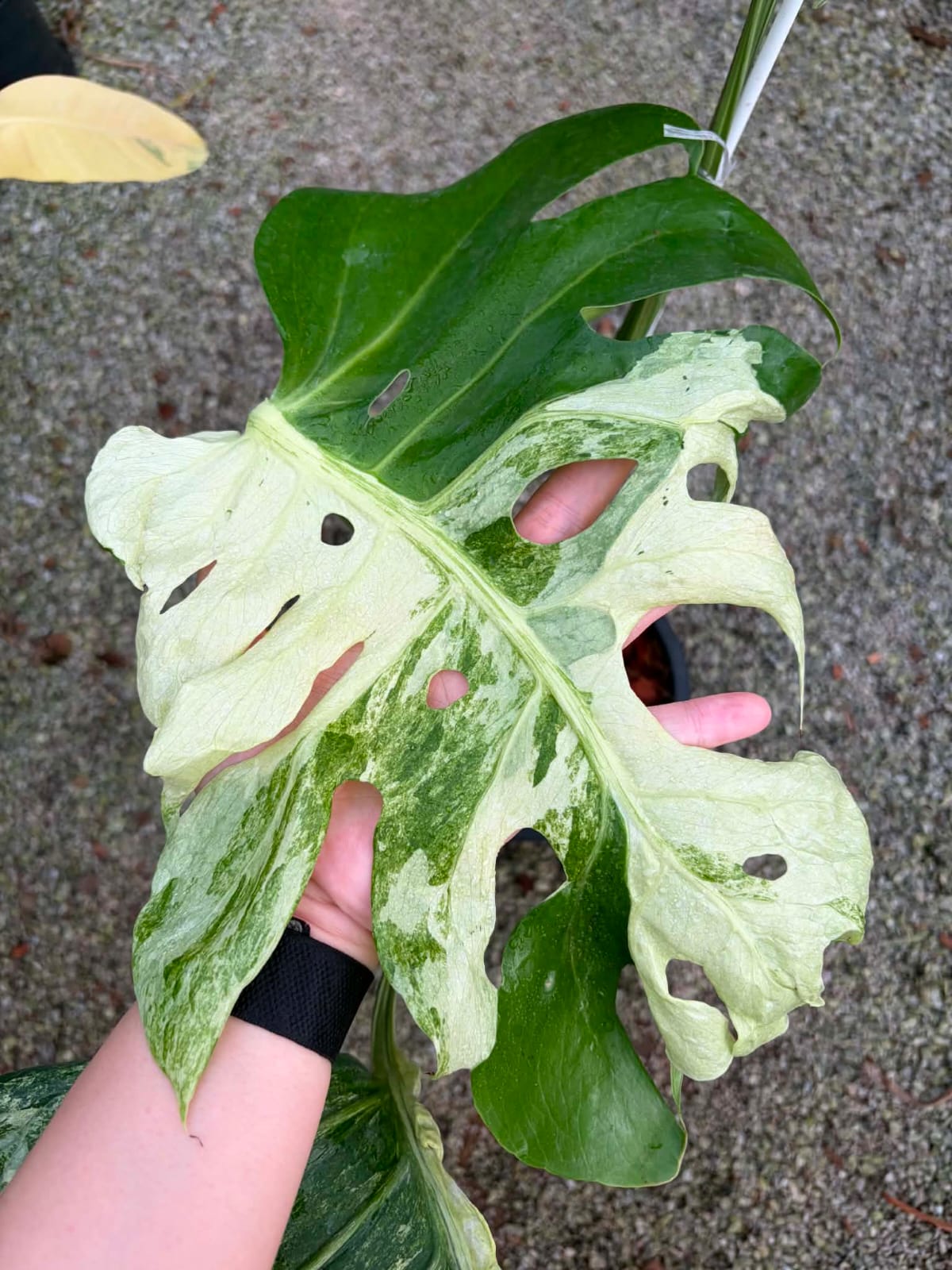 Monstera Ocean Mint - Pre Order