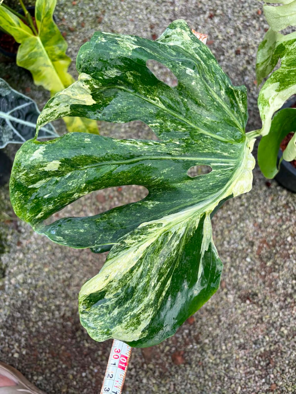 Monstera Ocean Mint - Pre Order