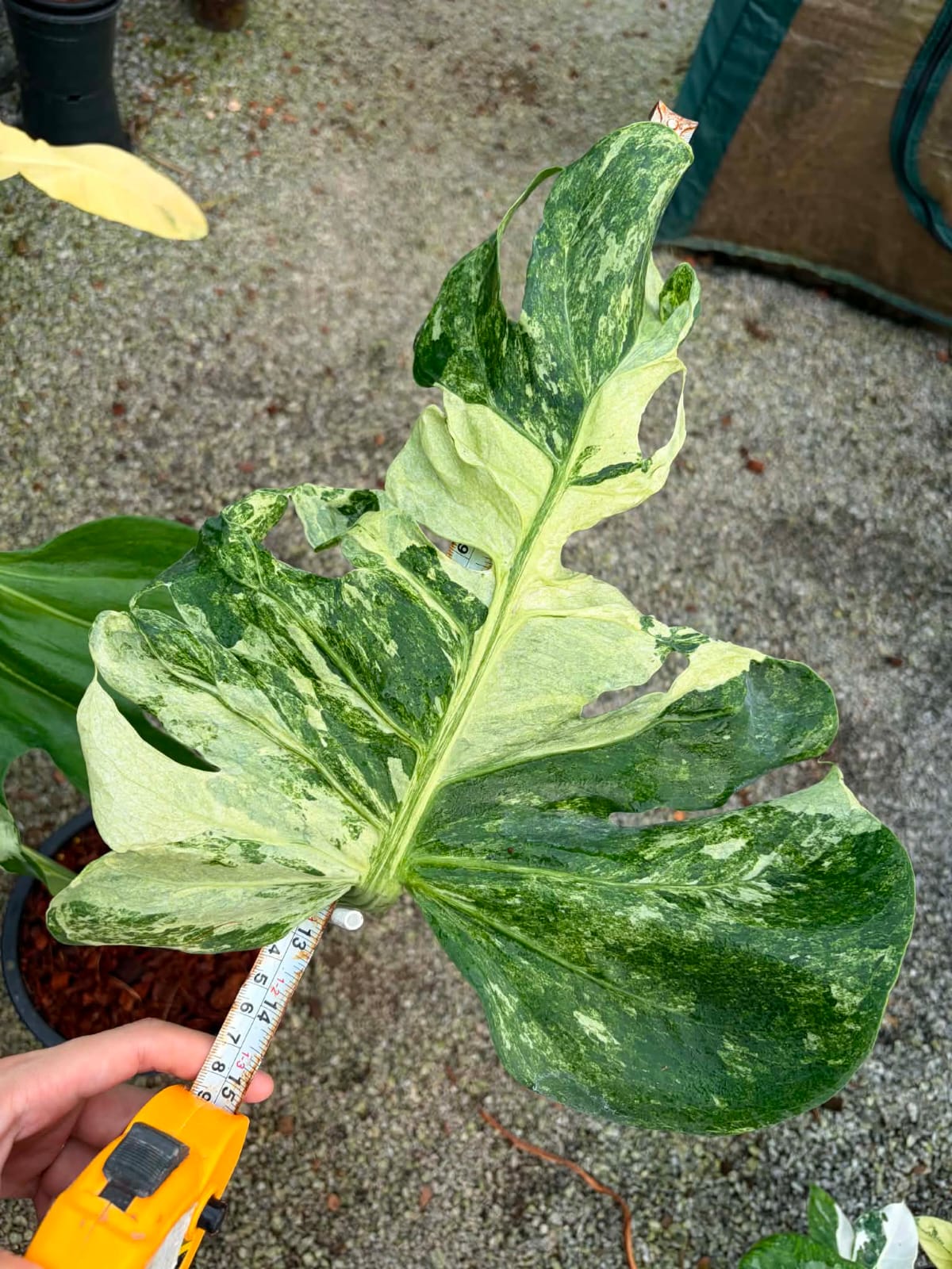 Monstera Ocean Mint - Pre Order