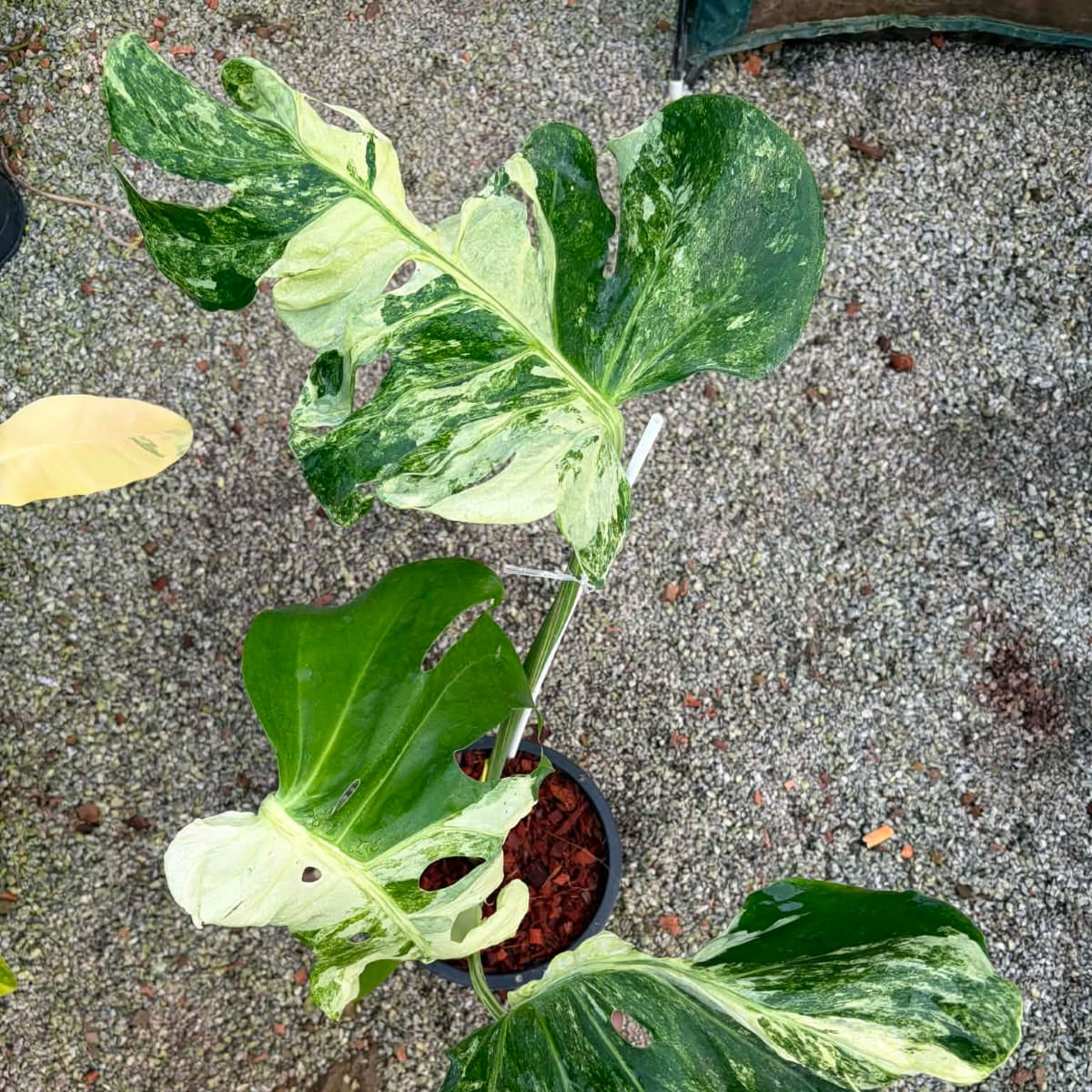 Monstera Ocean Mint - Pre Order