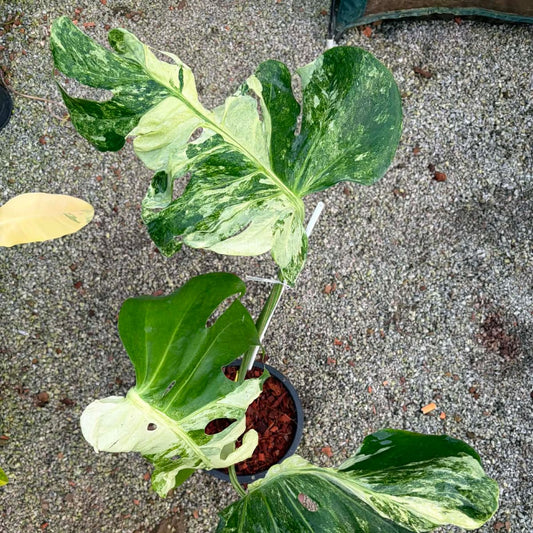 Monstera Ocean Mint - Pre Order