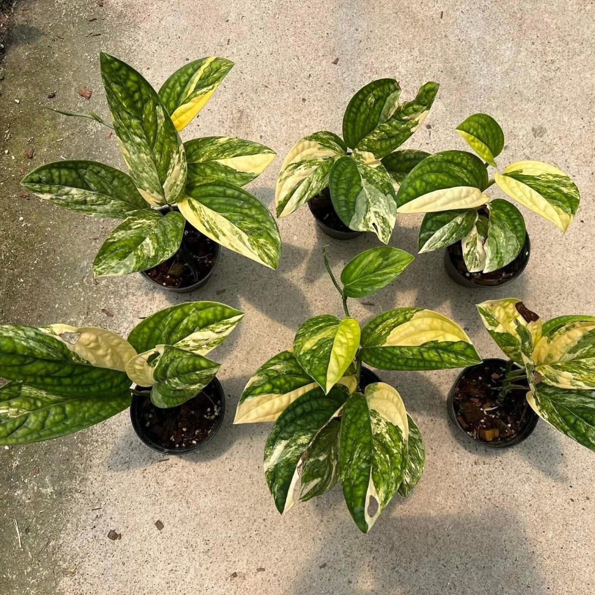 Monstera Peru Variegated- Pre Order