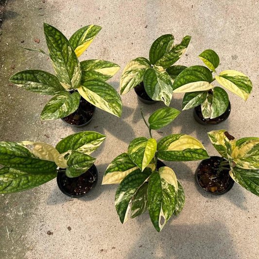 Monstera Peru Variegated- Pre Order