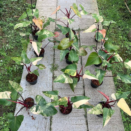 Philodendron Strawberry Shake - Pre Order