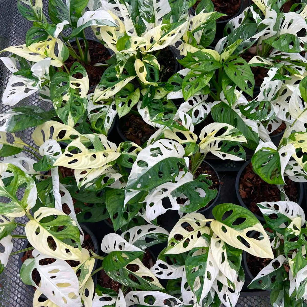 Monstera Adansonii Albo - Pre Order