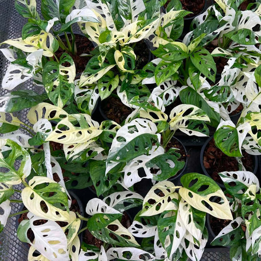 Monstera Adansonii Albo - Pre Order