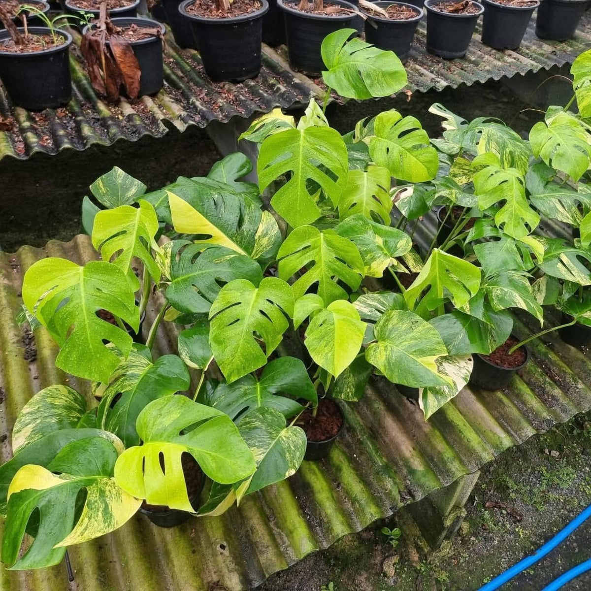 Monstera Aurea - Pre Order