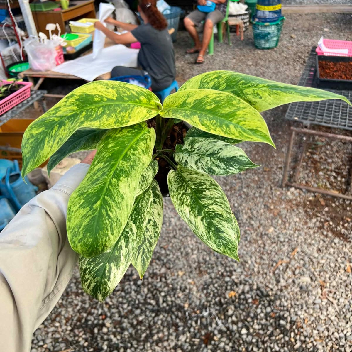 Rhaphidophora Elliptifolia - Pre Order