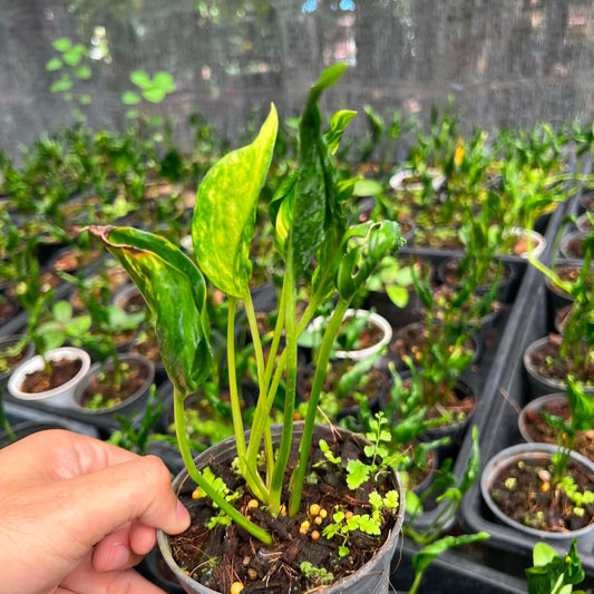 Epipremnum Aureum Shangri-La - Pre Order