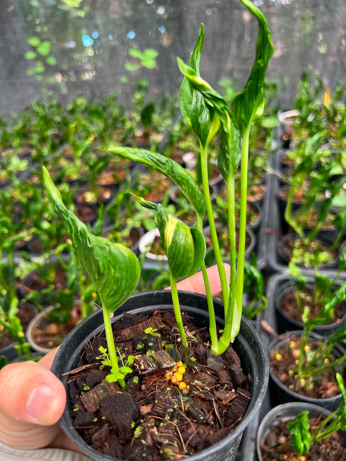 Epipremnum Aureum Shangri-La - Pre Order
