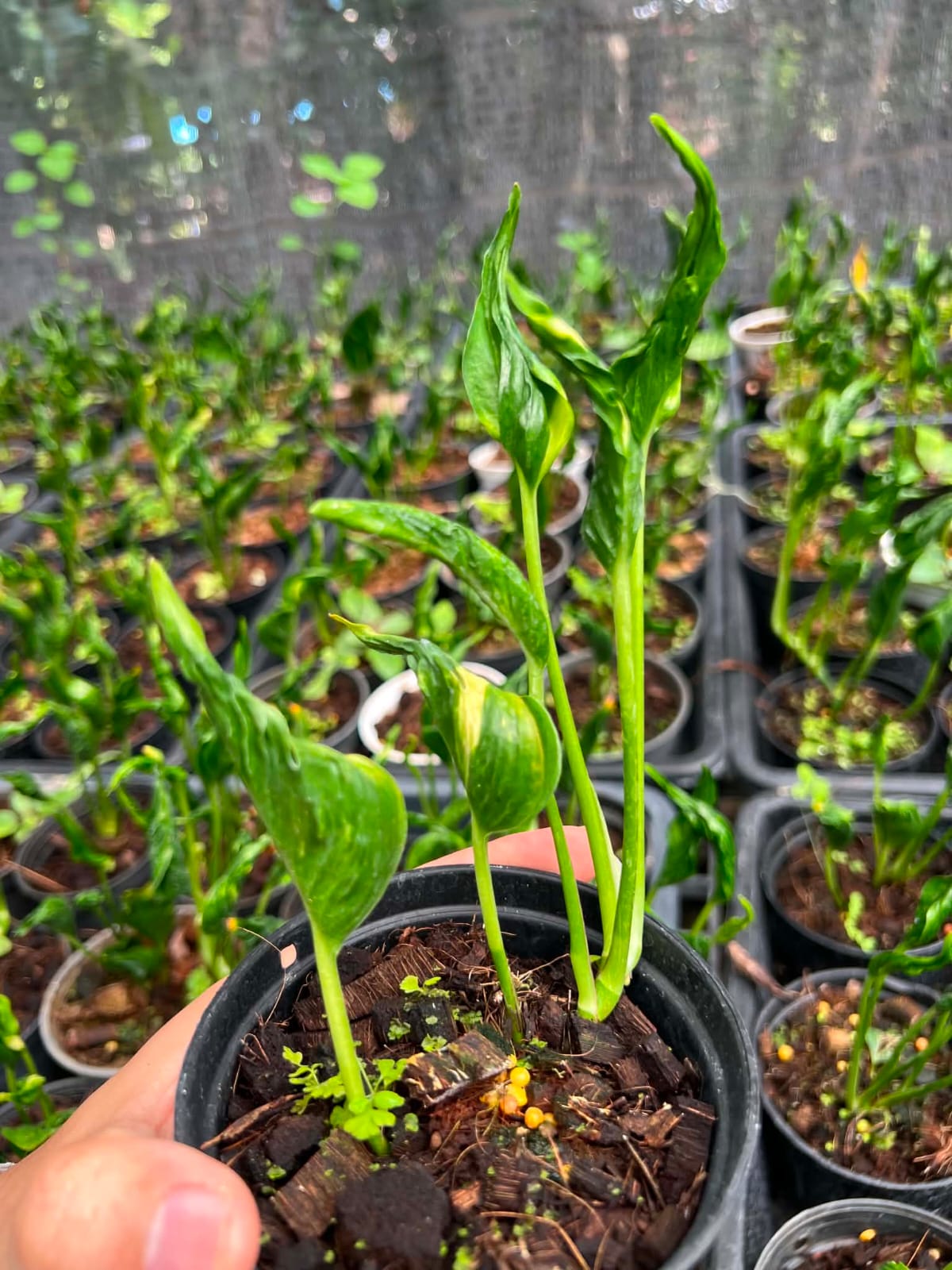 Epipremnum Aureum Shangri-La - Pre Order