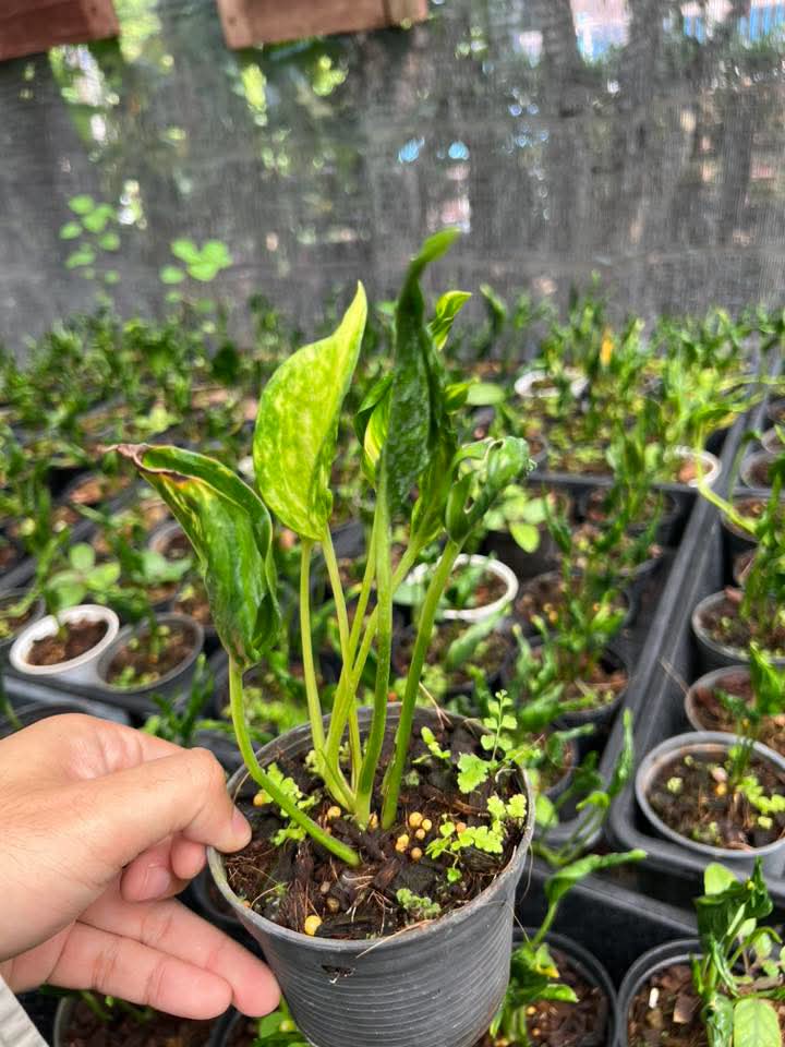 Epipremnum Aureum Shangri-La - Pre Order