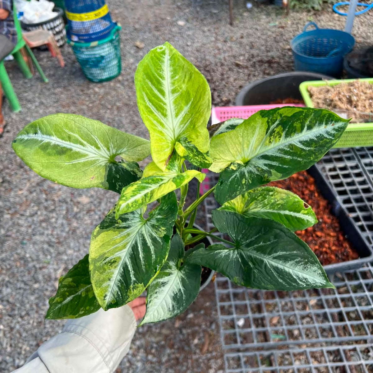 Syngonium Scrambled Eggs - Pre Order