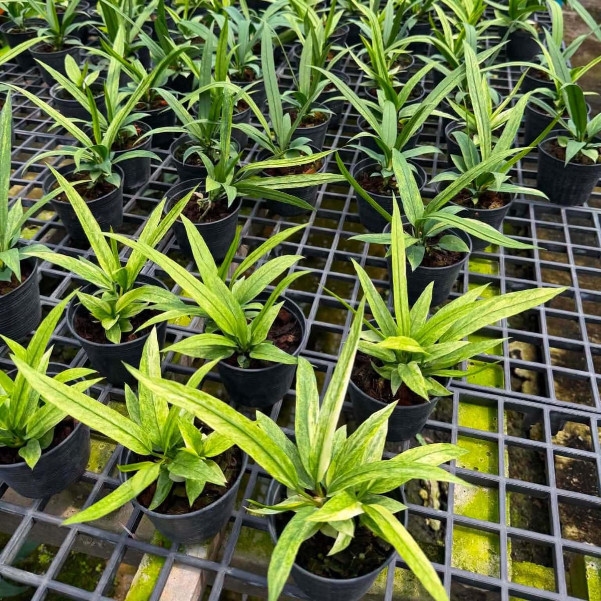 Anthurium Vittarifolium Variegated - Pre Order