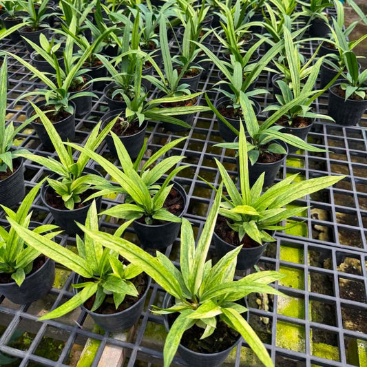 Anthurium Vittarifolium Variegated - Pre Order