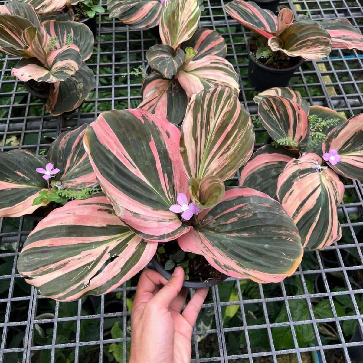Kaempferia Sp Pink Var - Pre Order