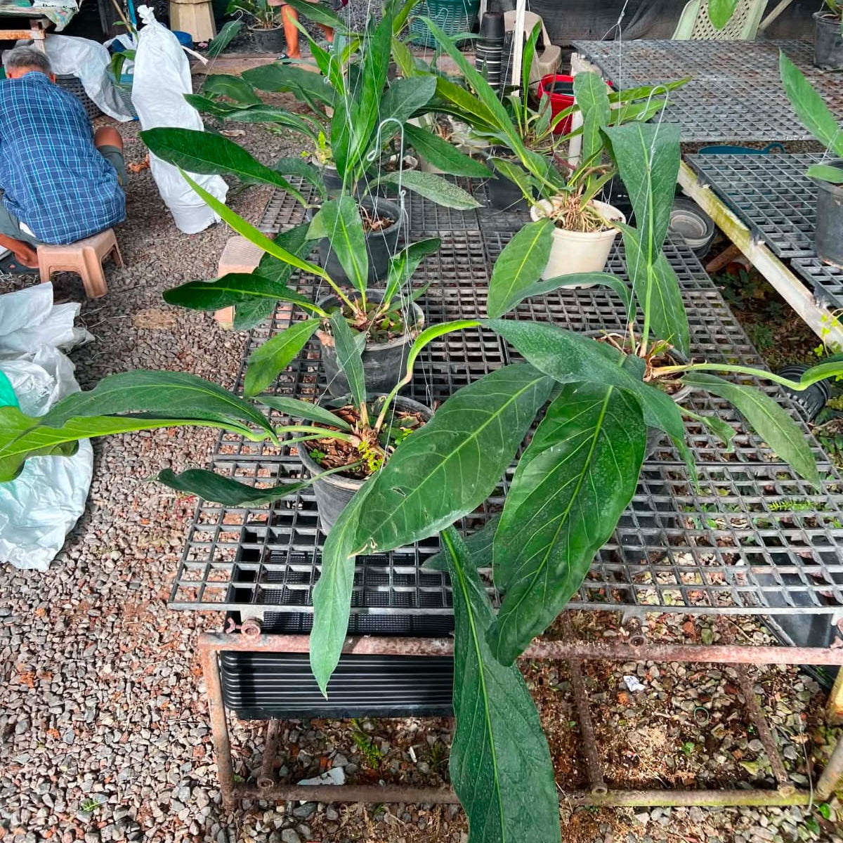 Anthurium Big Bill - Pre Order