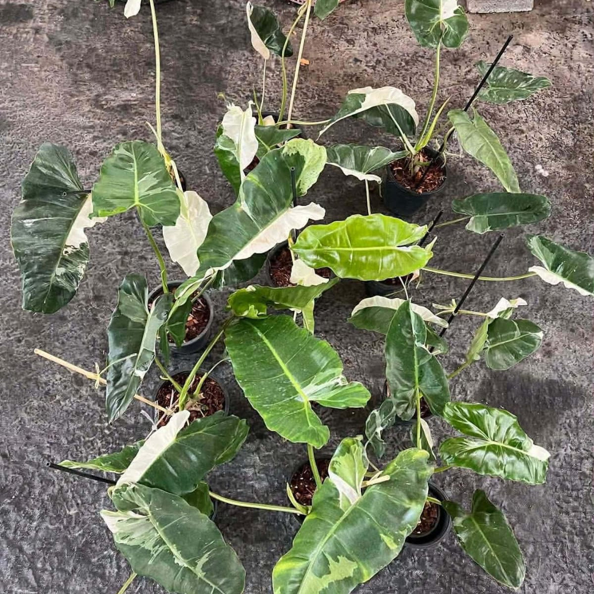 Philodendron Paraiso Verde Albo - Pre Order