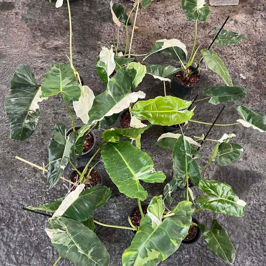 Philodendron Paraiso Verde Albo - Pre Order
