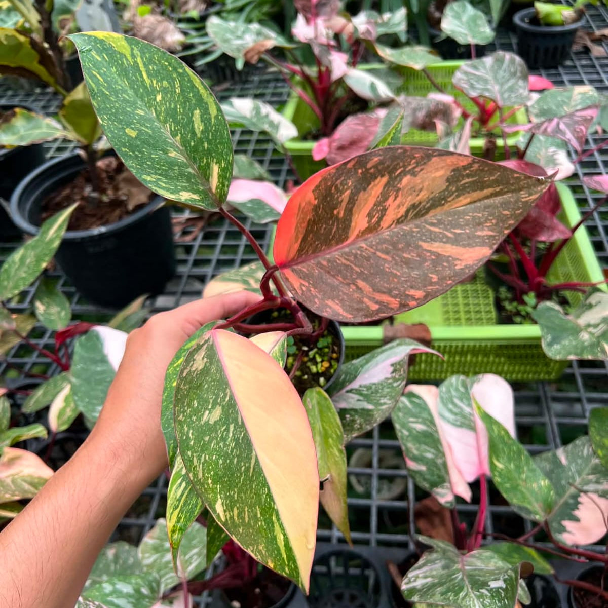 Philodendron Orange Princess  - Pre Order