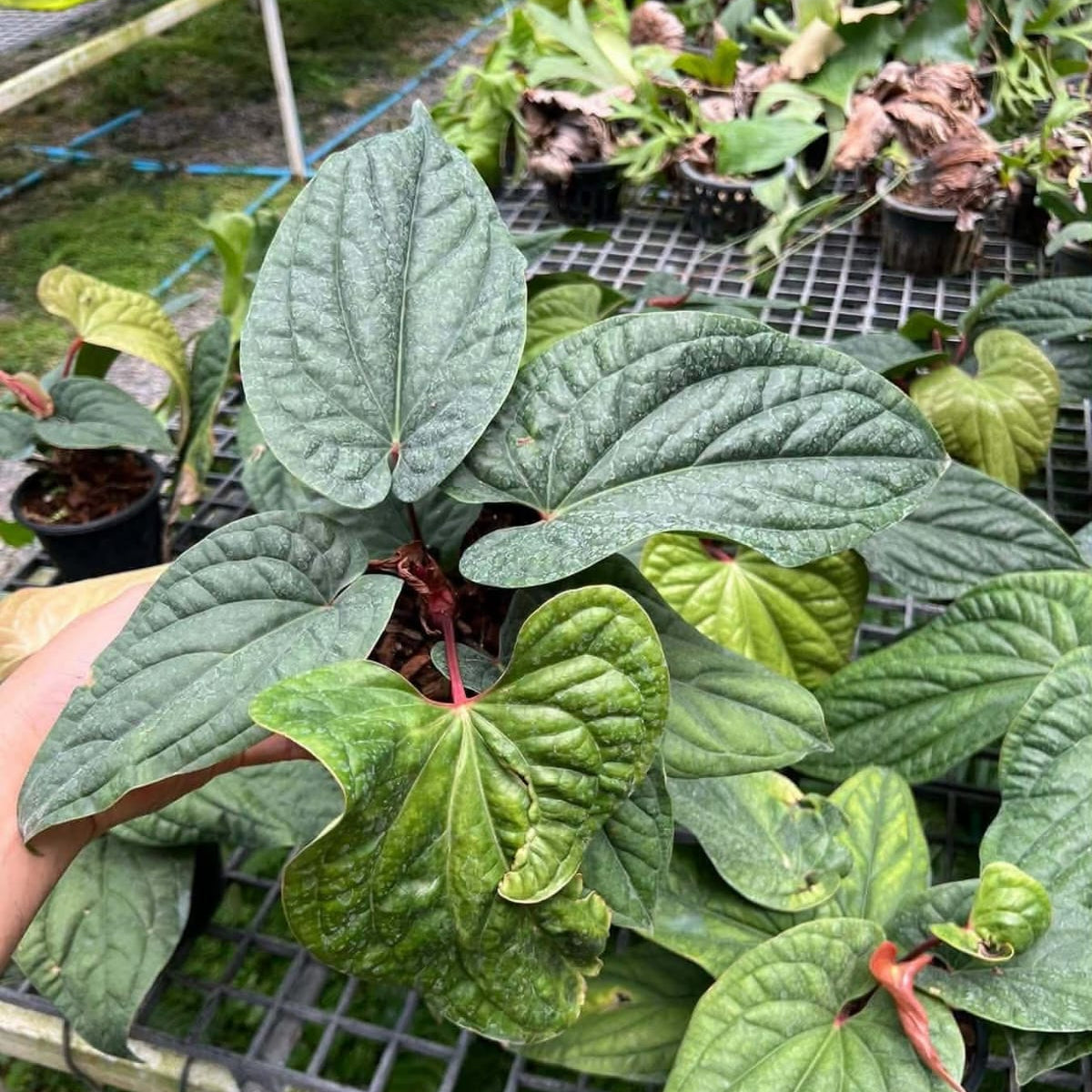 Anthurium Sirih - Pre Order