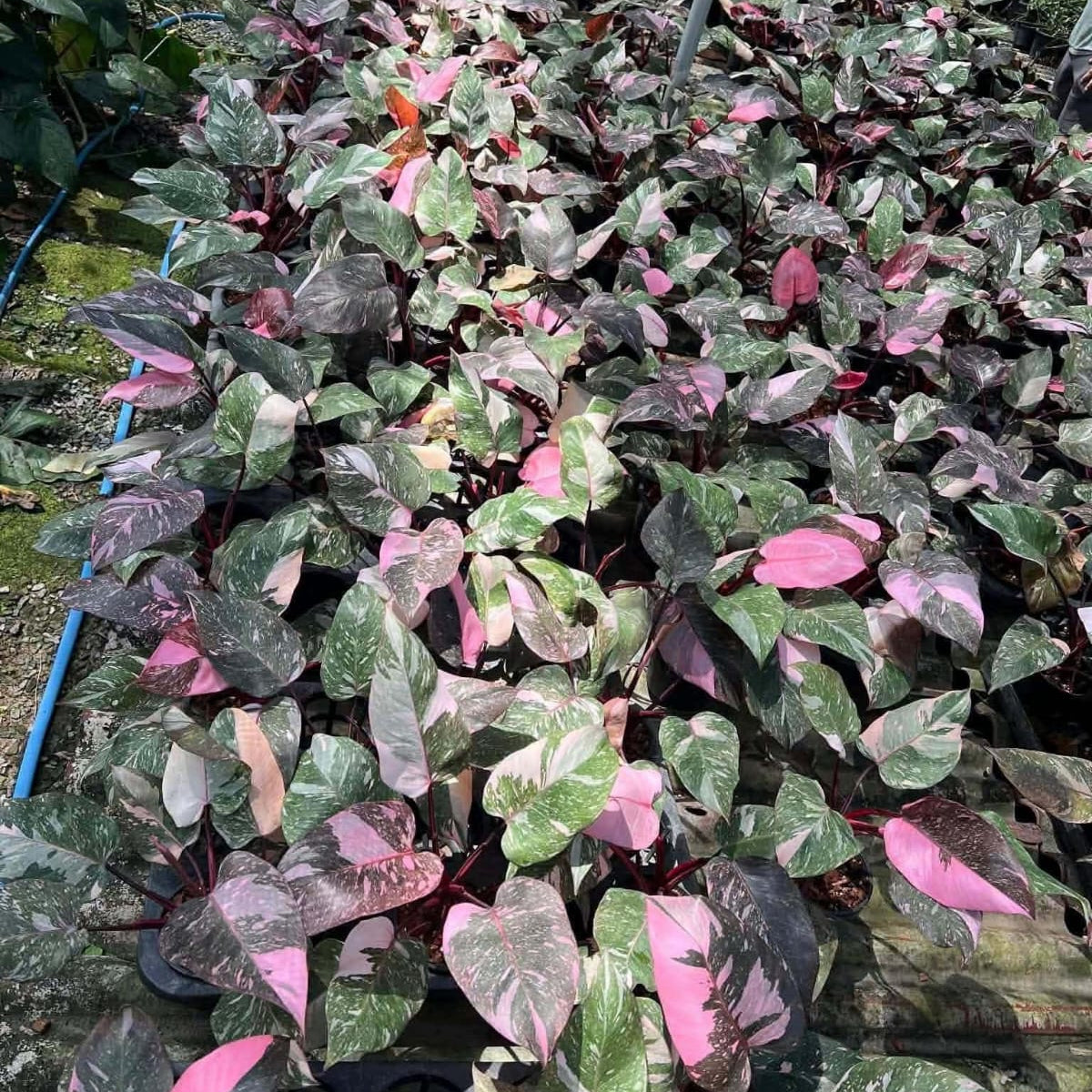 Philodendron Pink Princess Galaxy - Pre Order