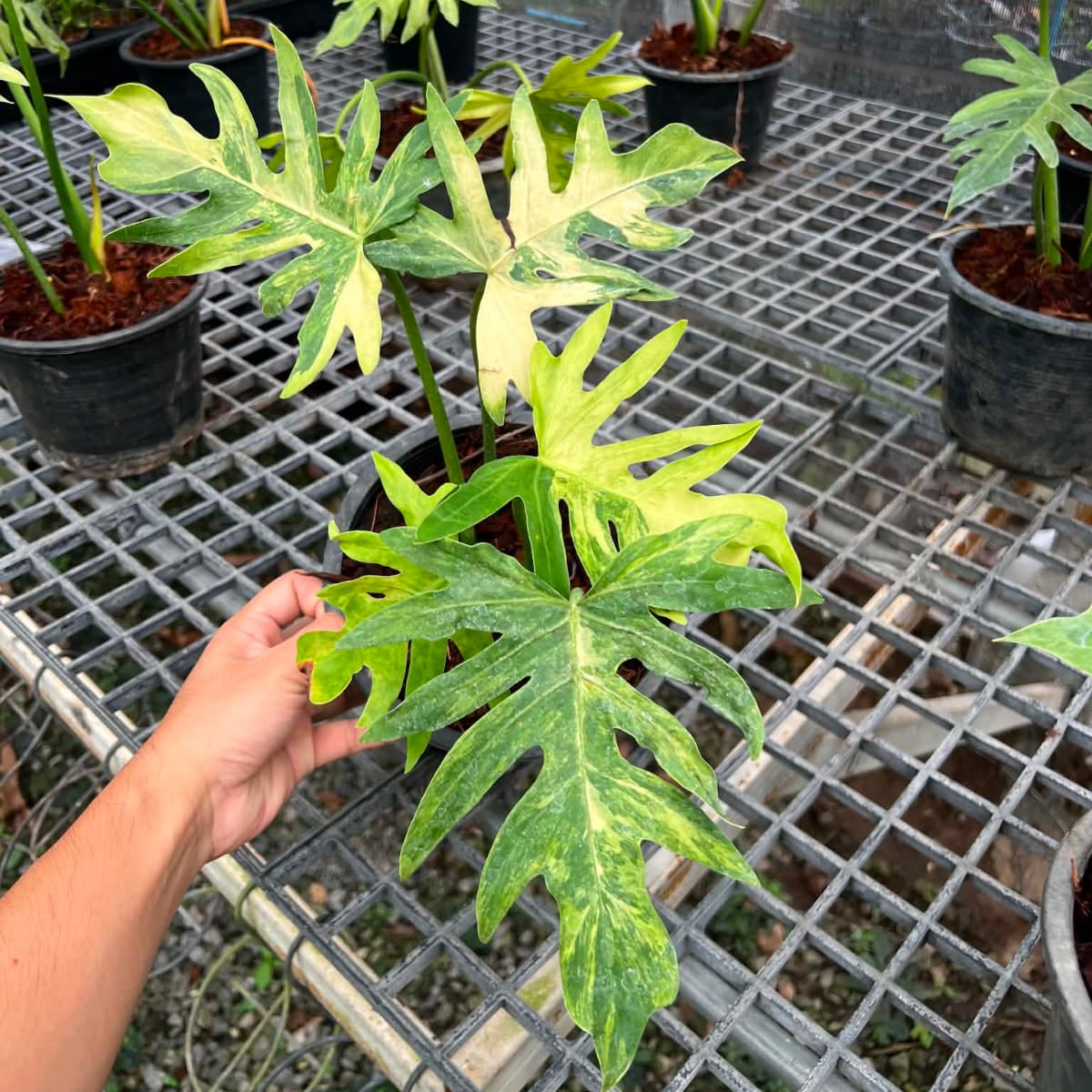 Philodendron Radiatum Var - Pre Order
