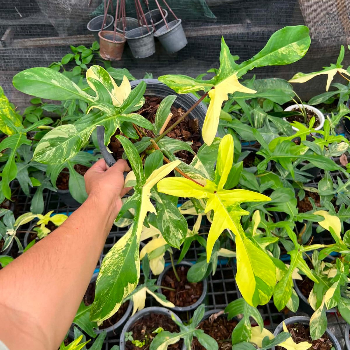 Philodendron Florida Beauty - Pre Order