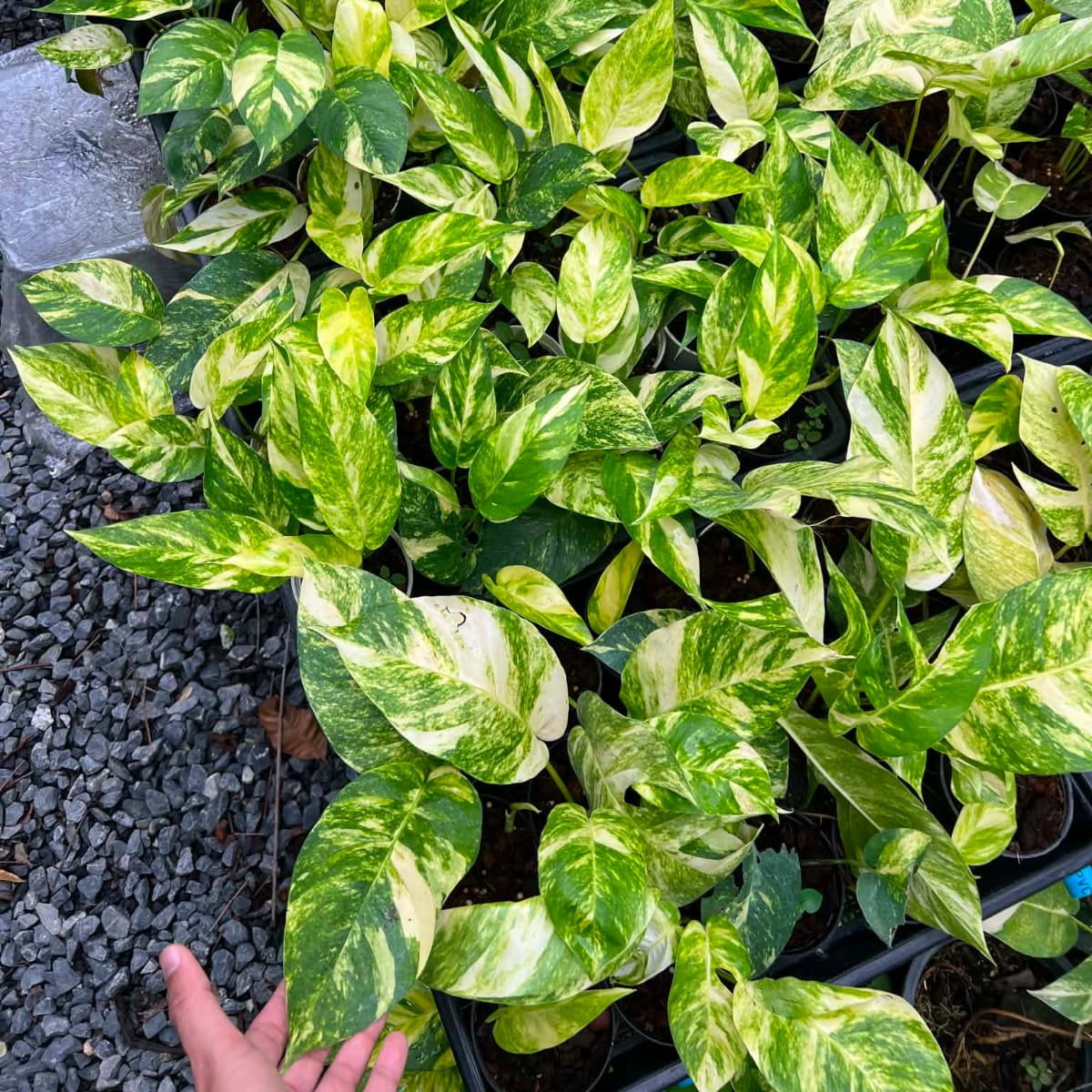 Epipremnum Pinnatum Yellow Flame - Pre Order