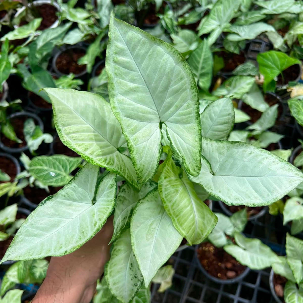 Syngonium White Butterfly - Pre Order