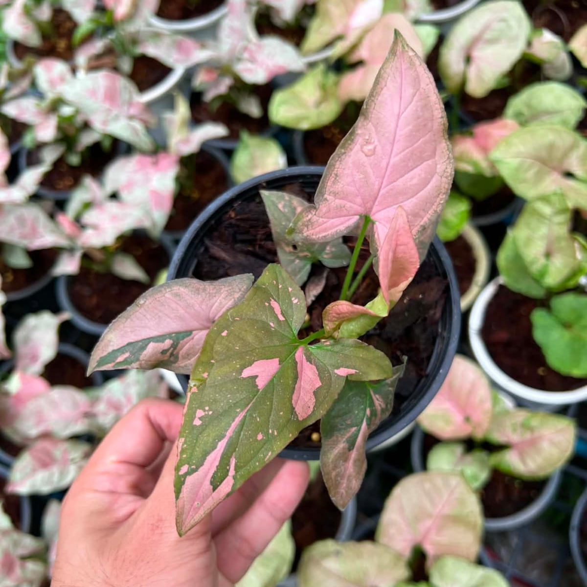 Syngonium Pink Fleck - Pre Order