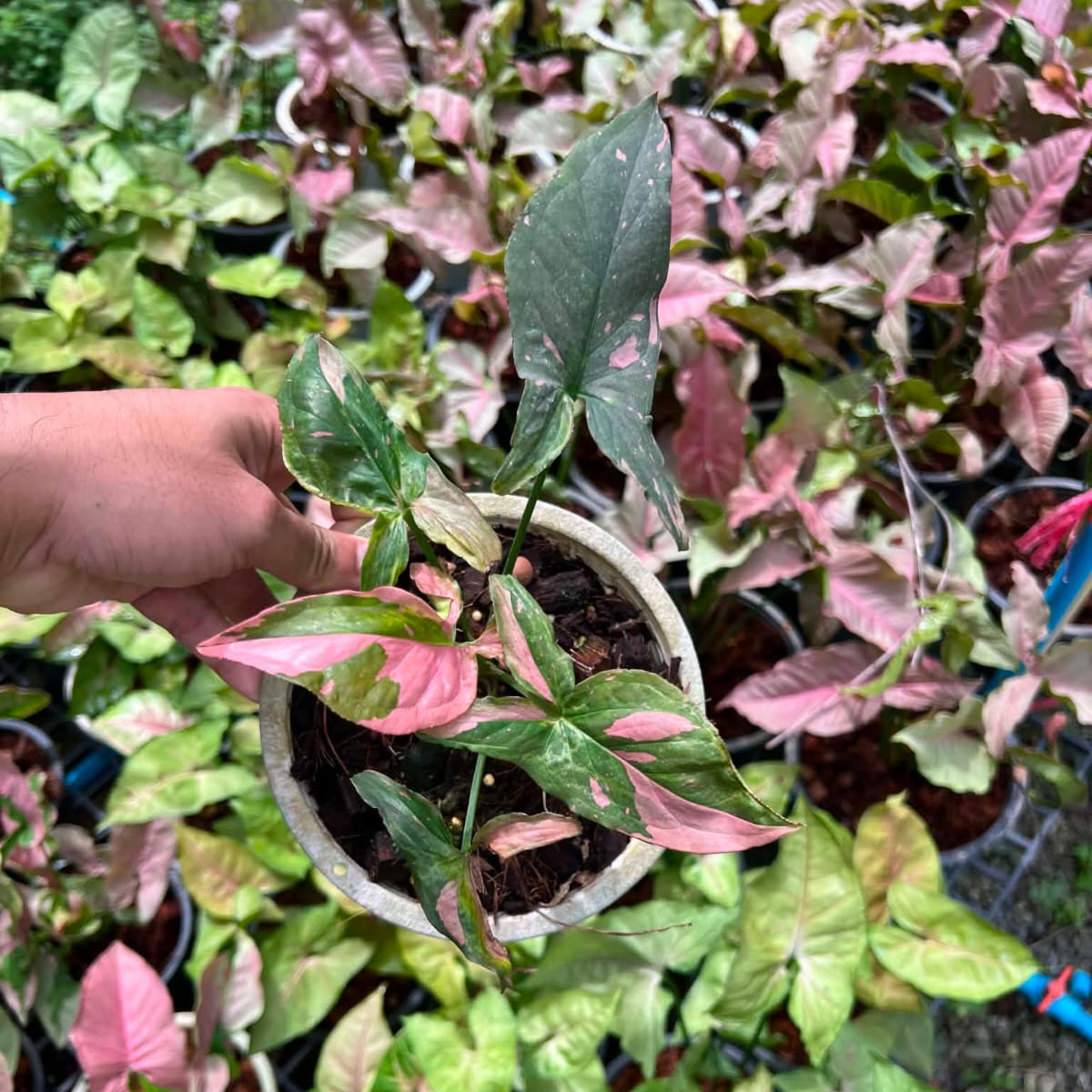 Syngonium Tricolor - Pre Order