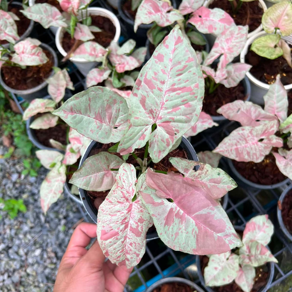 Syngonium Milk Confetti - Pre Order