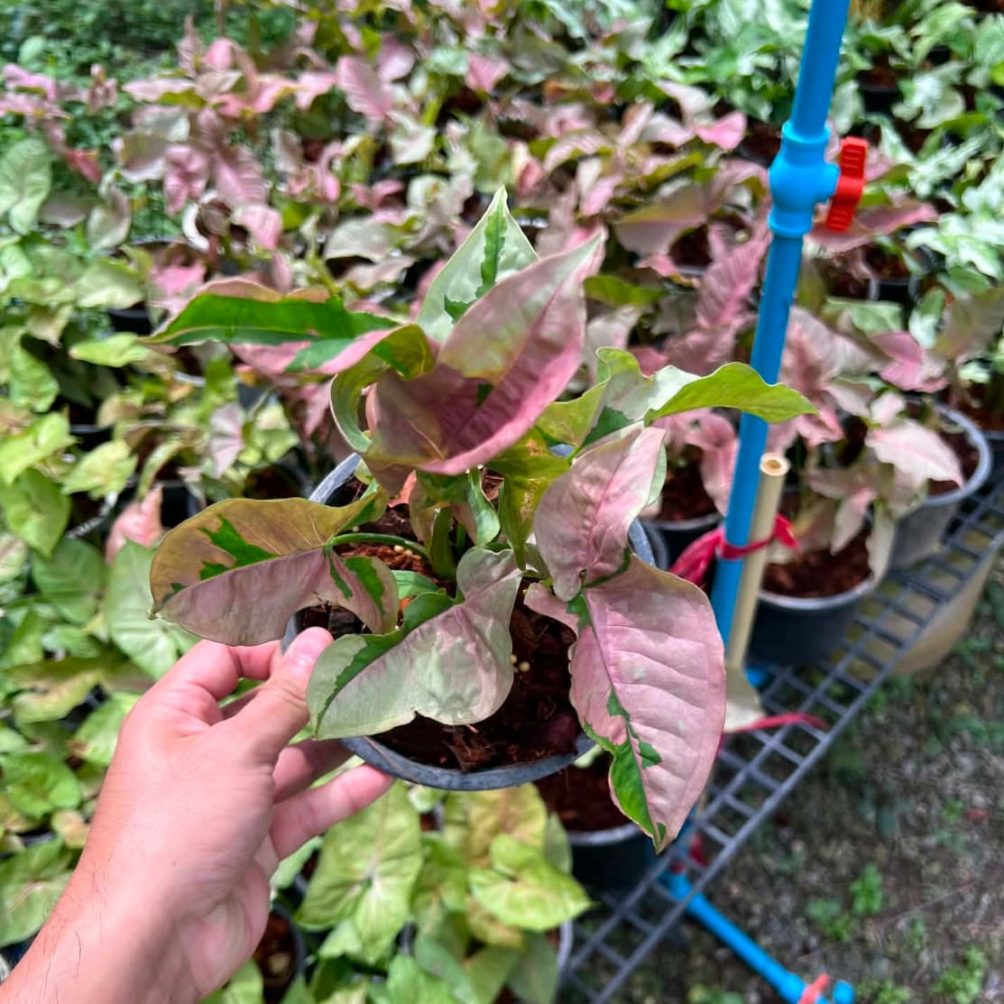 Syngonium Pink Lava - Pre Order