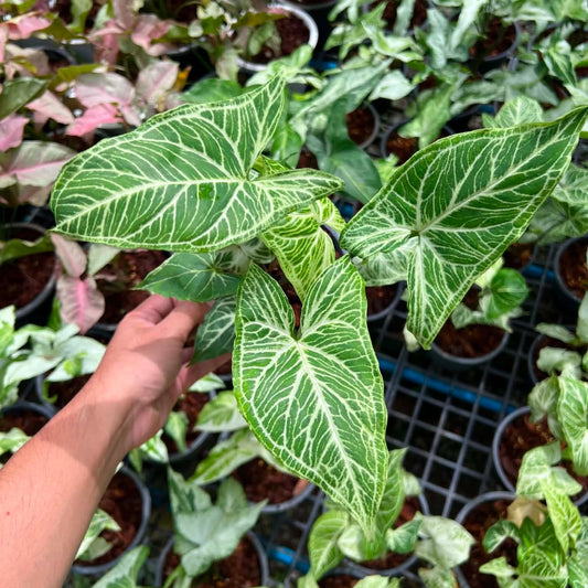 Syngonium Batik - Pre Order