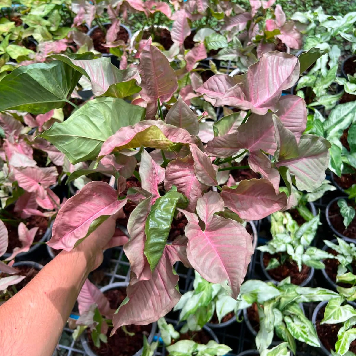 Syngonium Pink Perfection - Pre Order