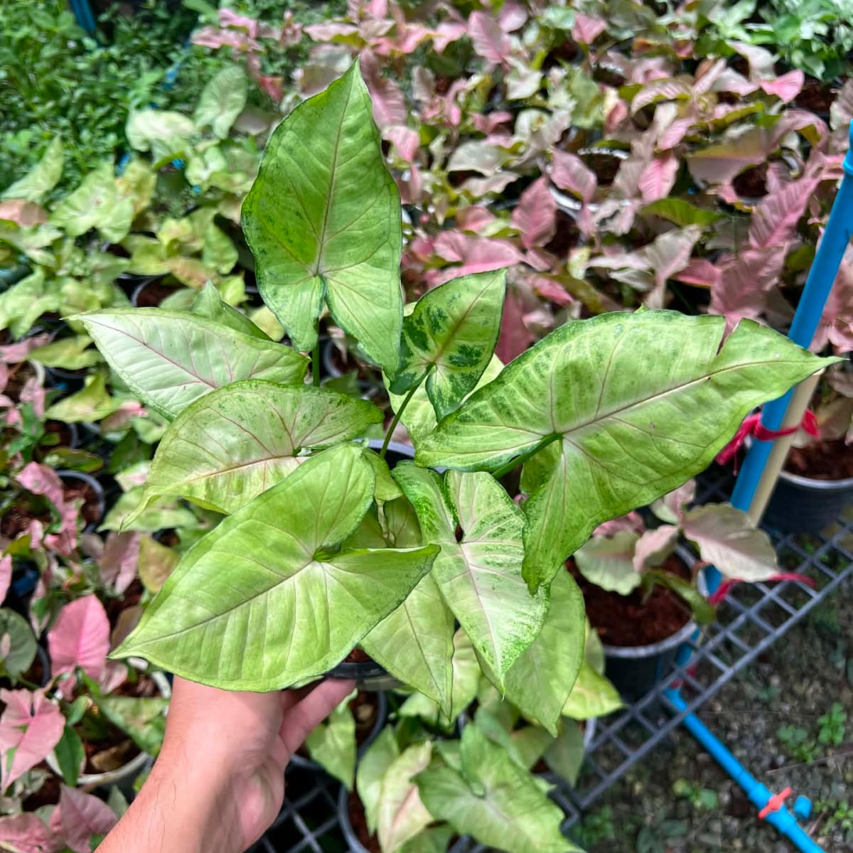 Syngonium Sp - Pre Order