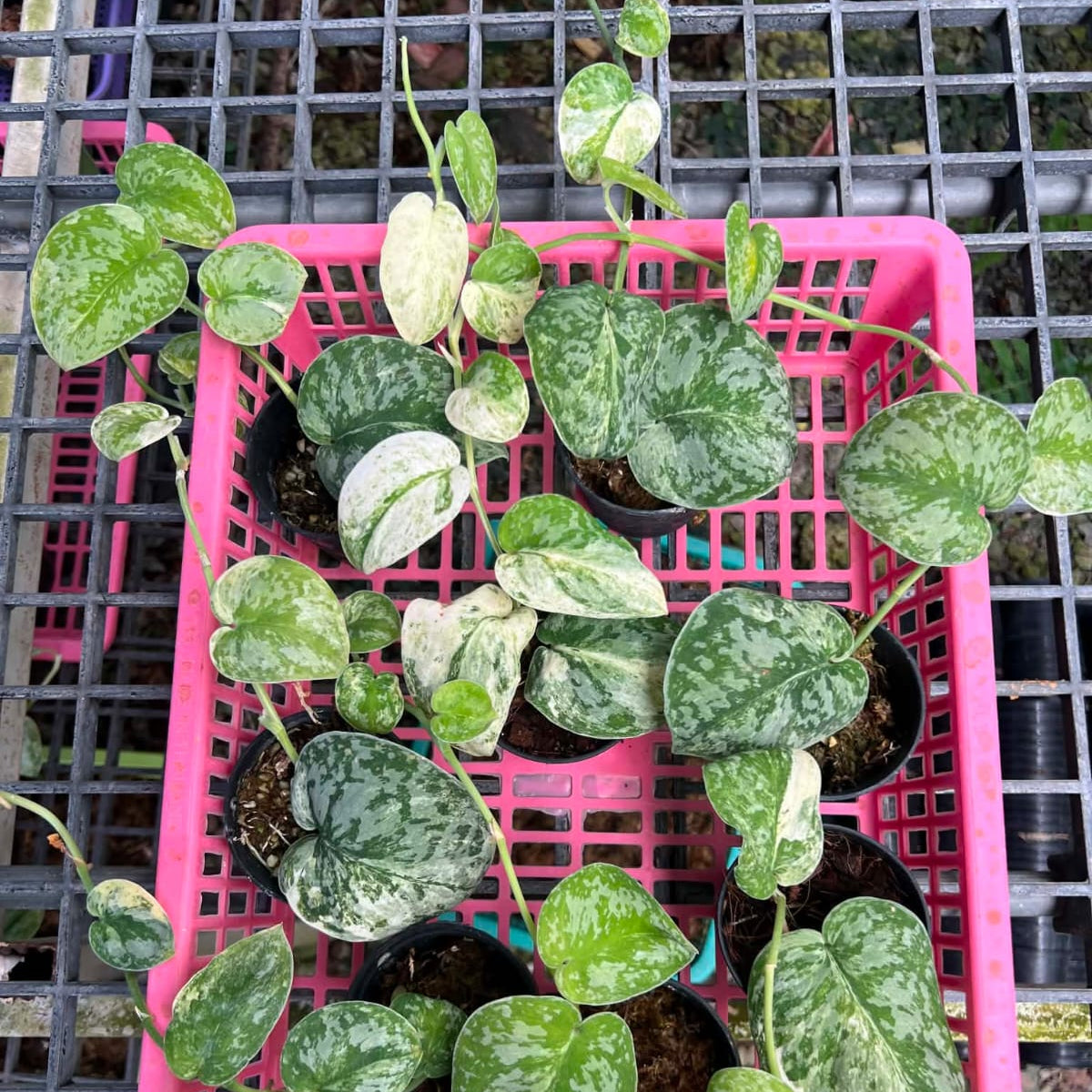 Scindapsus White Crystal - Pre Order