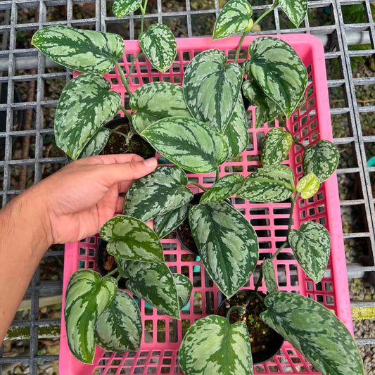 Scindapsus Platinum Tricolor - Pre Order