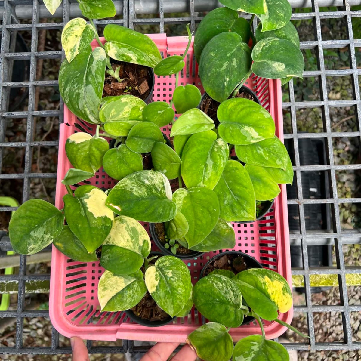 Scindapsus Mangurai - Pre Order