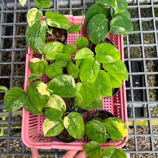 Scindapsus Mangurai - Pre Order