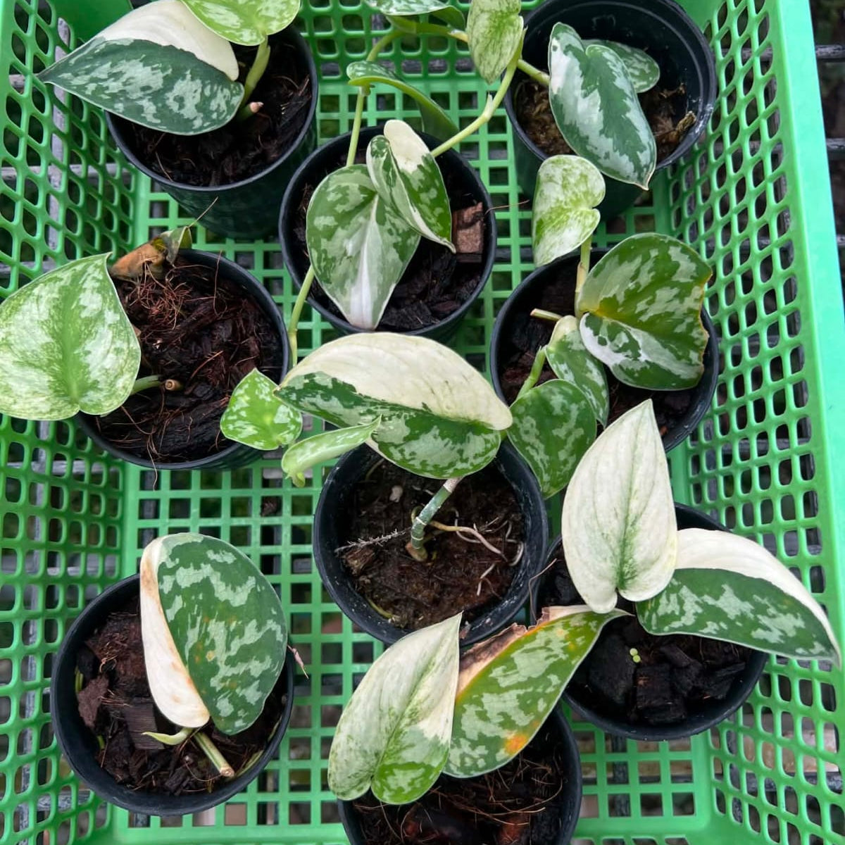 Scindapsus Mayari - Pre Order