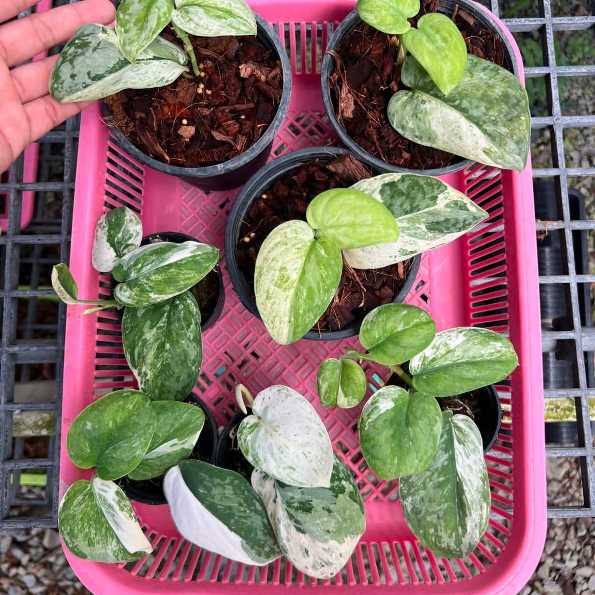 Scindapsus Acintya - Pre Order