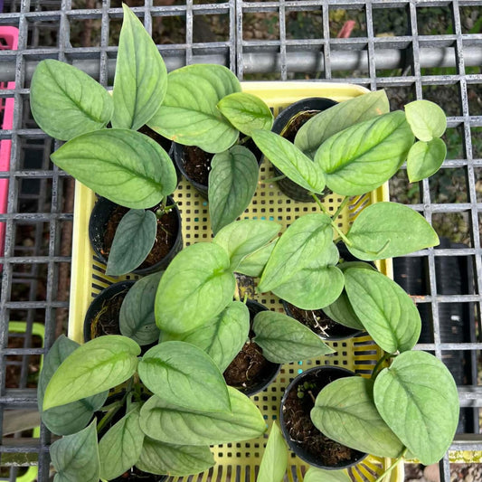 Scindapsus Green vein - Pre Order