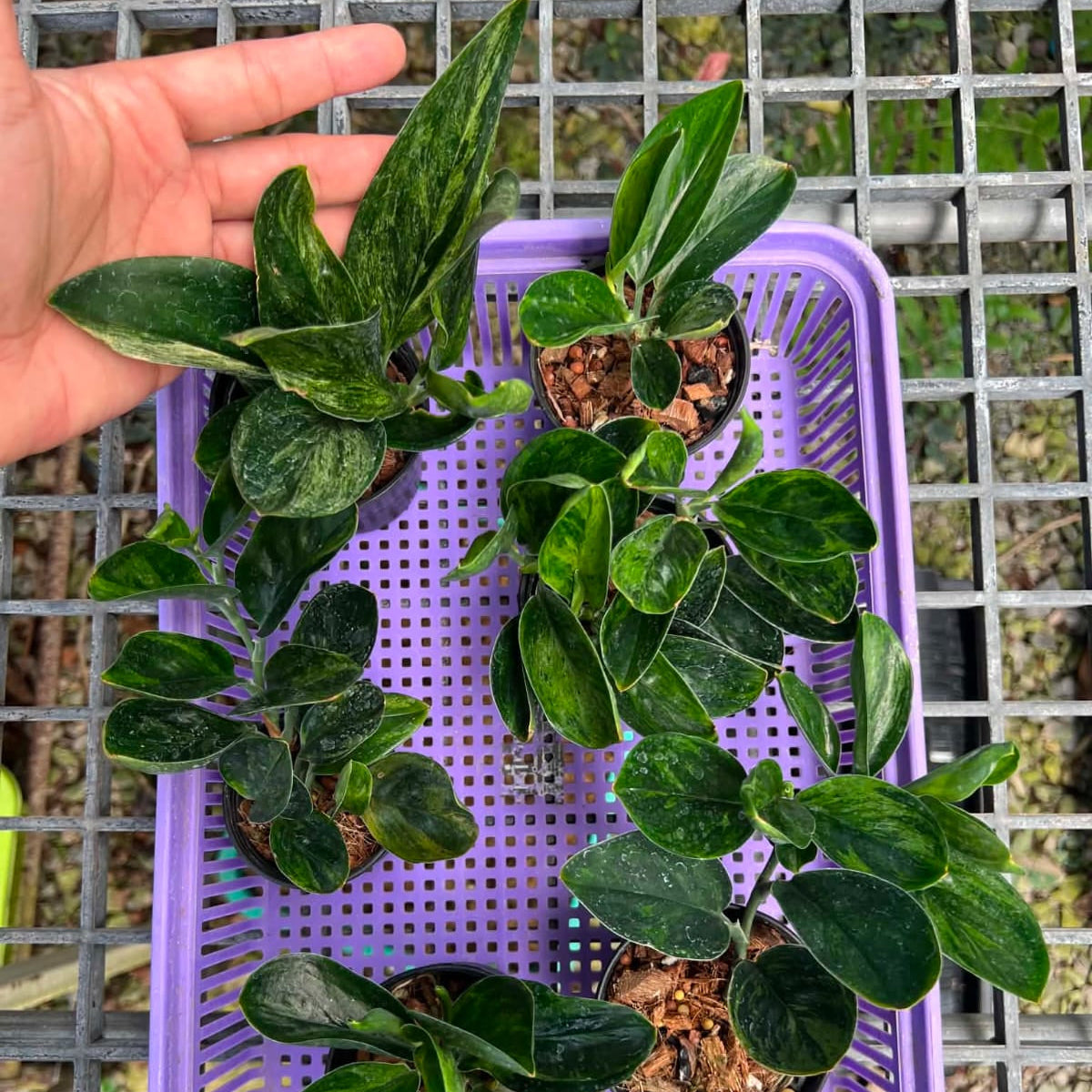 Scindapsus Treubii Dark - Pre Order