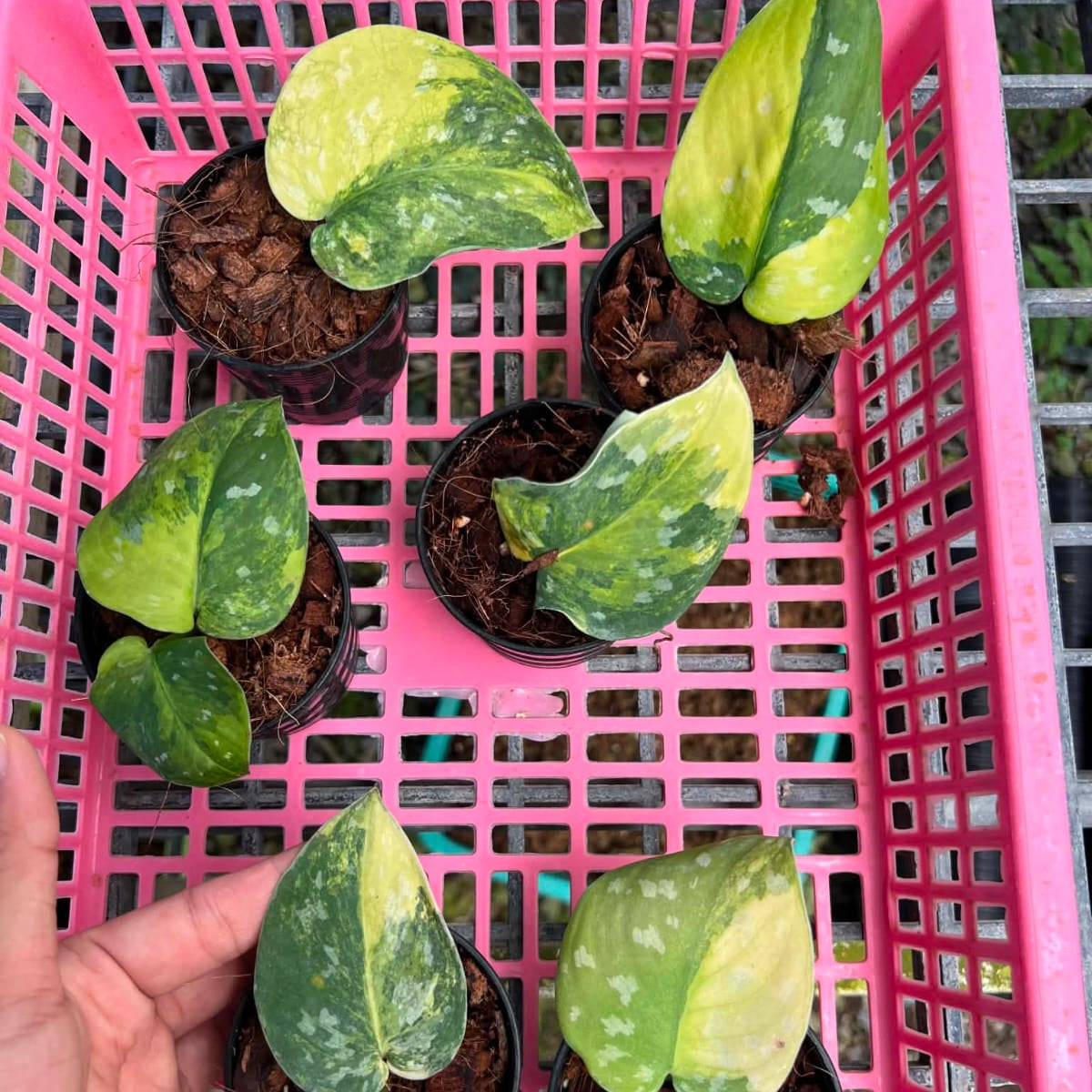Scindapsus Sentarum - Pre Order